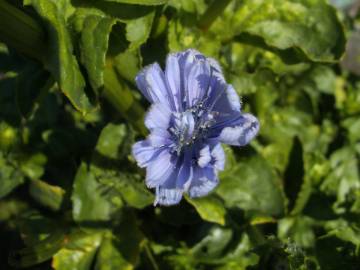 Fotografia da espécie Cichorium endivia subesp. endivia