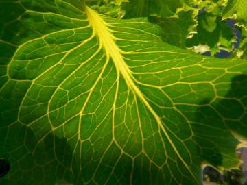 Fotografia da espécie Lactuca sativa