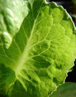 Fotografia 3 da espécie Lactuca sativa no Jardim Botânico UTAD