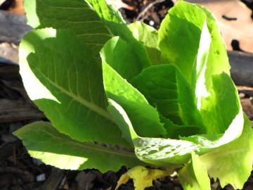 Fotografia da espécie Lactuca sativa