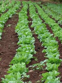 Fotografia da espécie Lactuca sativa