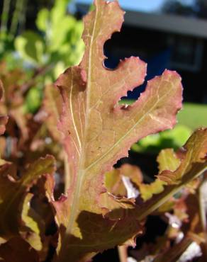 Fotografia 6 da espécie Lactuca sativa no Jardim Botânico UTAD