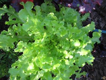 Fotografia da espécie Lactuca sativa