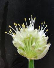 Fotografia da espécie Allium fistulosum