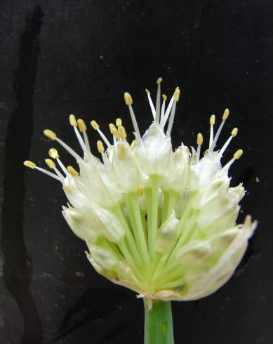 Fotografia de capa Allium fistulosum - do Jardim Botânico