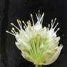 Fotografia 1 da espécie Allium fistulosum do Jardim Botânico UTAD