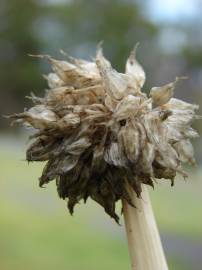 Fotografia da espécie Allium fistulosum