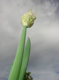 Fotografia da espécie Allium fistulosum