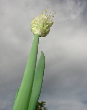 Fotografia 4 da espécie Allium fistulosum no Jardim Botânico UTAD