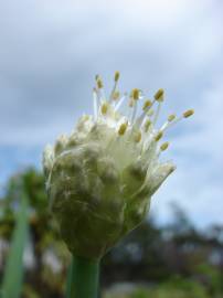 Fotografia da espécie Allium fistulosum