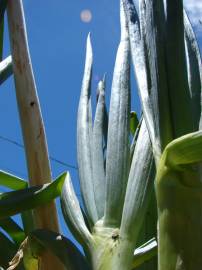 Fotografia da espécie Allium fistulosum