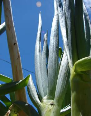 Fotografia 6 da espécie Allium fistulosum no Jardim Botânico UTAD