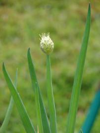 Fotografia da espécie Allium fistulosum