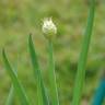 Fotografia 7 da espécie Allium fistulosum do Jardim Botânico UTAD