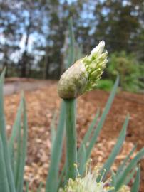 Fotografia da espécie Allium fistulosum