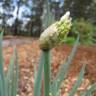 Fotografia 9 da espécie Allium fistulosum do Jardim Botânico UTAD