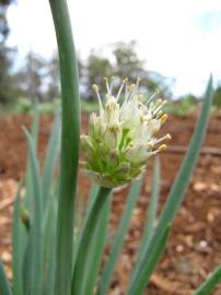 Fotografia da espécie Allium fistulosum