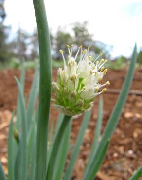 Fotografia 10 da espécie Allium fistulosum no Jardim Botânico UTAD