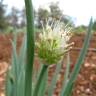 Fotografia 10 da espécie Allium fistulosum do Jardim Botânico UTAD