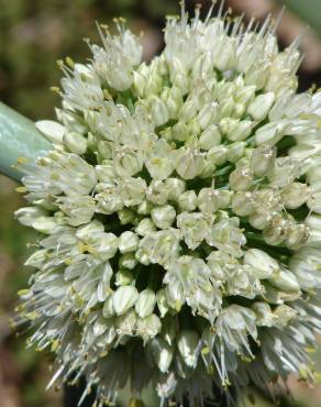 Fotografia 12 da espécie Allium fistulosum no Jardim Botânico UTAD