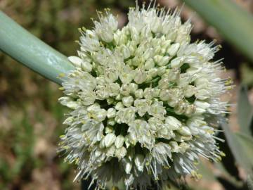 Fotografia da espécie Allium fistulosum