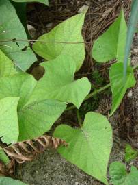 Fotografia da espécie Ipomoea batatas