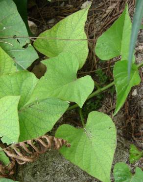 Fotografia 1 da espécie Ipomoea batatas no Jardim Botânico UTAD