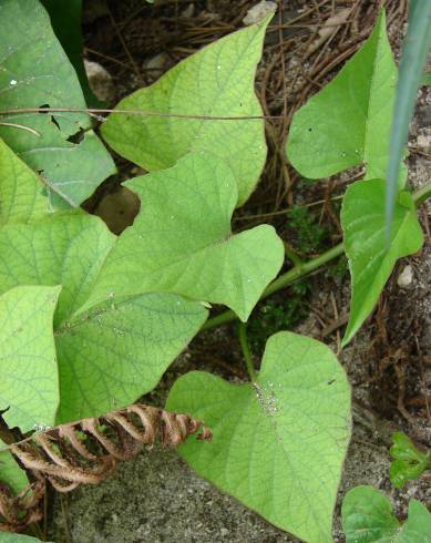 Fotografia de capa Ipomoea batatas - do Jardim Botânico