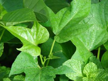 Fotografia da espécie Ipomoea batatas