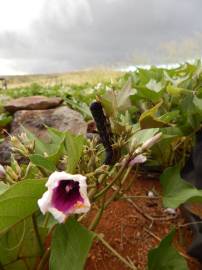 Fotografia da espécie Ipomoea batatas