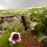 Fotografia 3 da espécie Ipomoea batatas do Jardim Botânico UTAD