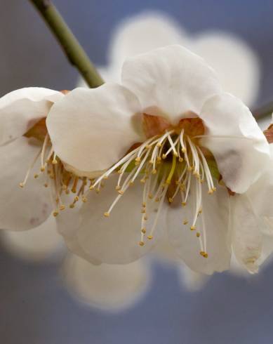 Fotografia de capa Prunus mume - do Jardim Botânico
