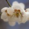 Fotografia 1 da espécie Prunus mume do Jardim Botânico UTAD