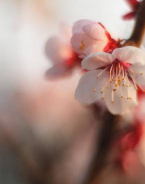 Fotografia 2 da espécie Prunus mume no Jardim Botânico UTAD