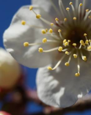 Fotografia 3 da espécie Prunus mume no Jardim Botânico UTAD