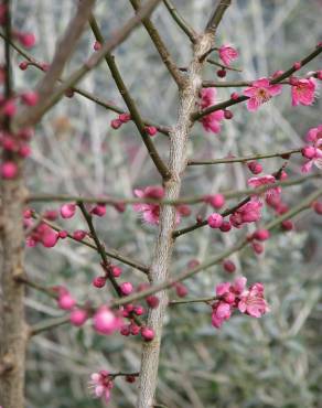 Fotografia 4 da espécie Prunus mume no Jardim Botânico UTAD