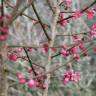 Fotografia 4 da espécie Prunus mume do Jardim Botânico UTAD