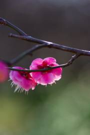 Fotografia da espécie Prunus mume