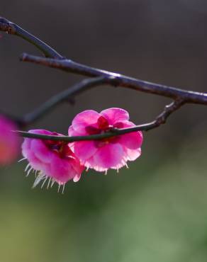 Fotografia 5 da espécie Prunus mume no Jardim Botânico UTAD
