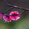 Fotografia 5 da espécie Prunus mume do Jardim Botânico UTAD