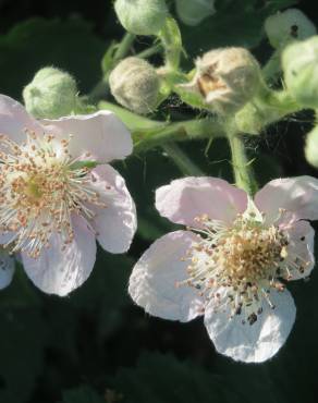 Fotografia 1 da espécie Rubus fruticosus no Jardim Botânico UTAD