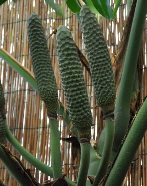 Fotografia 1 da espécie Monstera deliciosa no Jardim Botânico UTAD