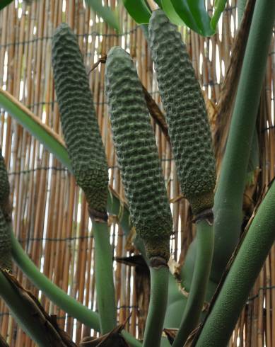 Fotografia de capa Monstera deliciosa - do Jardim Botânico