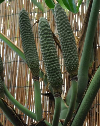 Fotografia de capa Monstera deliciosa - do Jardim Botânico