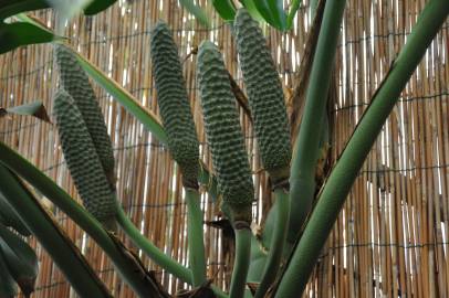 Fotografia da espécie Monstera deliciosa