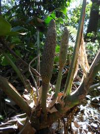 Fotografia da espécie Monstera deliciosa