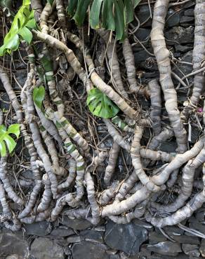 Fotografia 3 da espécie Monstera deliciosa no Jardim Botânico UTAD