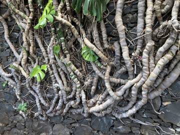 Fotografia da espécie Monstera deliciosa