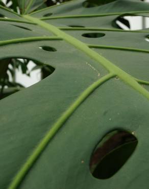 Fotografia 4 da espécie Monstera deliciosa no Jardim Botânico UTAD