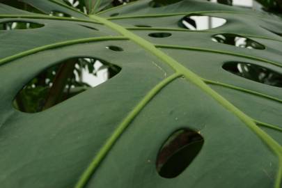 Fotografia da espécie Monstera deliciosa